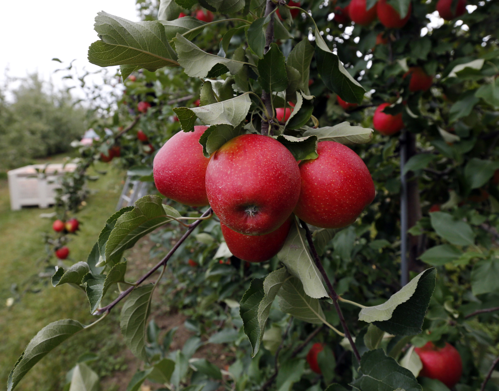 Seventy-five miles outside the nation’s capital is the Washington region’s apple capital. And with the season in full-swing, now is the time to celebrate all things apple. (AP Photo/Mike Groll)