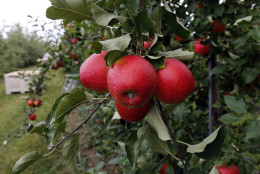 In this Oct. 14, 2014 photo, apples grow on a tree at Samascott Orchards in Kinderhook, N.Y.   Apple growers are tapping into the hard cider revenue stream after sales of hard cider in the U.S. have tripled over the last three years to $1.3 billion in 2013. (AP Photo/Mike Groll)