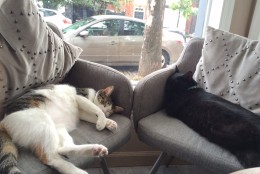 Many of the cafe's cats were interested in the yoga lesson, but not all. (WTOP/Rachel Nania) 