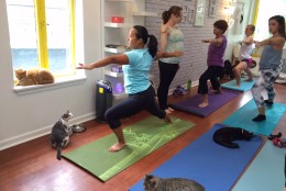 Caulfield has been teaching yoga for about five years, but Tuesday was her first time doing so in a room full of cats.

“This is new,” says the instructor at Down Dog Yoga, also in Georgetown.