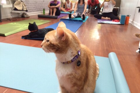 The purr-fect fitness trend helping adopt furry friends in DC