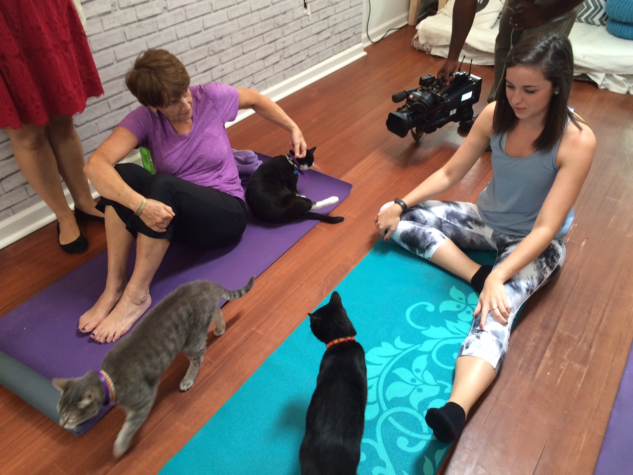Purrfecting your down dog at cat yoga - WTOP News
