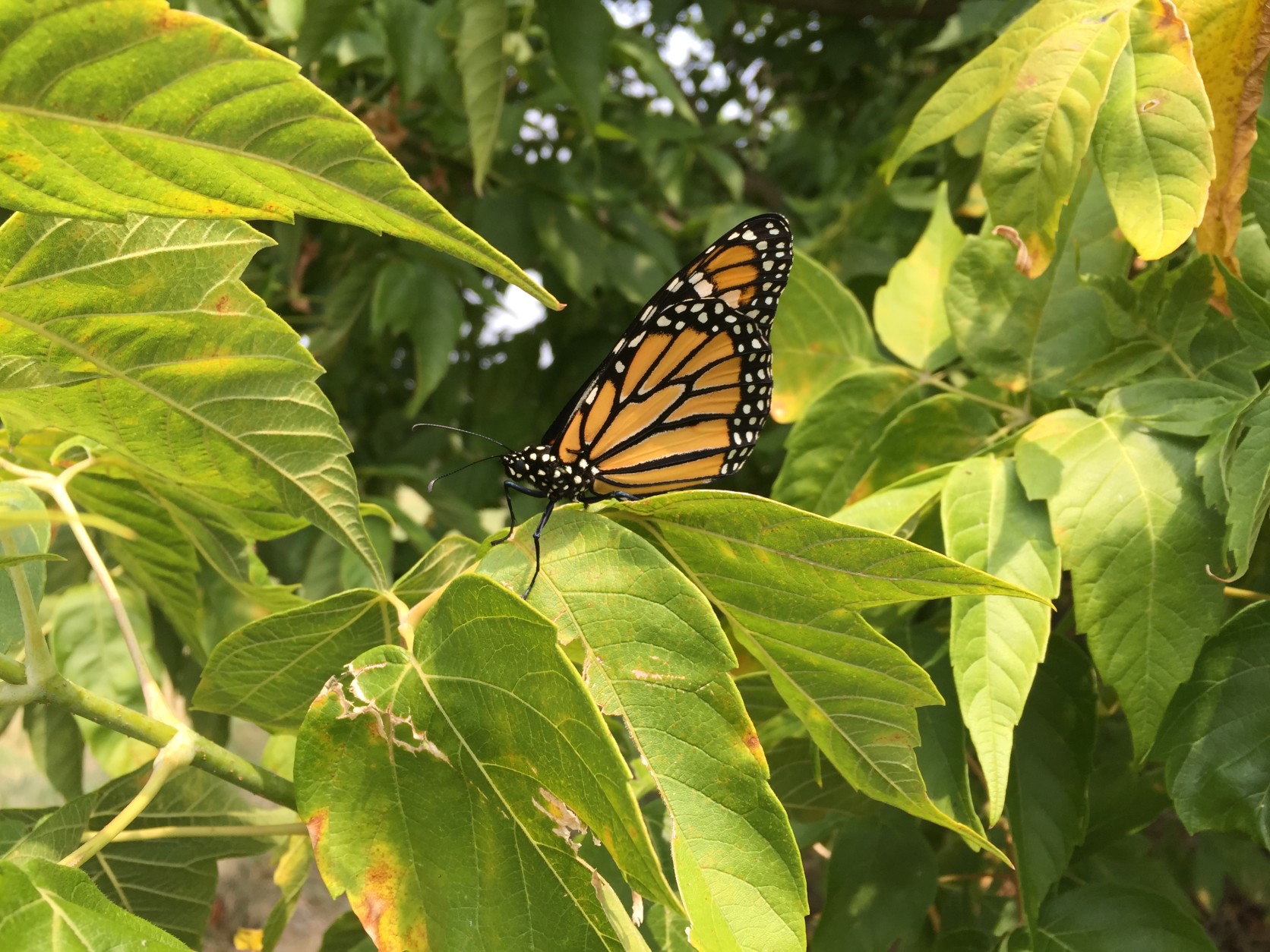 Monarch butterflies like this one are in serious decline, but you can help them by planting milkweed in your yard. It's the only plant monarch caterpillars eat. (WTOP/Michelle Basch)