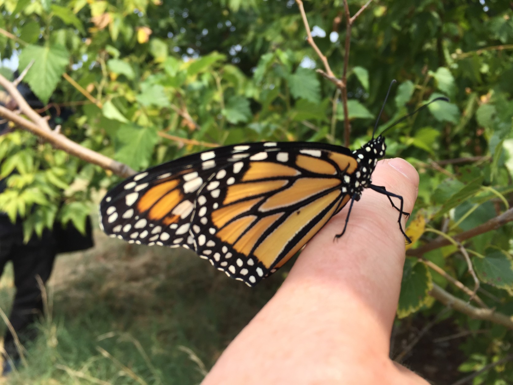 One of the monarch butterflies released Wednesday at Anacostia Park by members of DC's Department of Energy and Environment. (WTOP/Michelle Basch)
