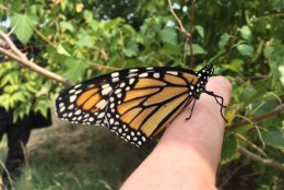 One of the monarch butterflies released Wednesday at Anacostia Park by members of DC's Department of Energy and Environment. (WTOP/Michelle Basch)