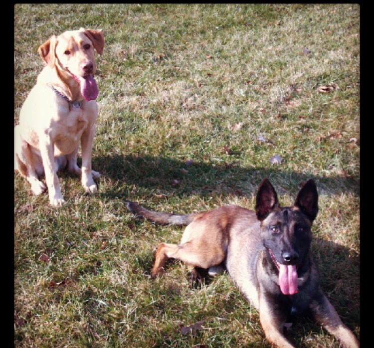 Gil Fones' K-9 dogs, Charlie, on the left, and Chip, on the right. (Courtesy Gil Fones)