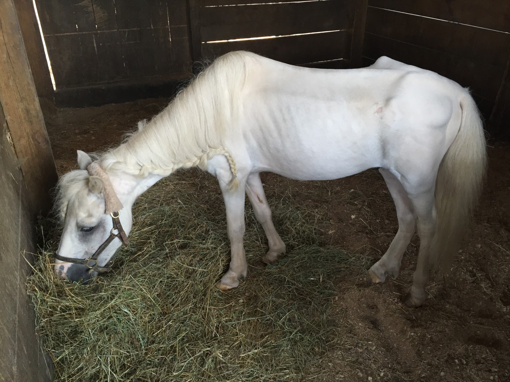 Another look at Rio, happily munching hay.  In addition to his hoof problems, he had some serous dental work done.  He's also emaciated and needs treatment to kill parasites. (WTOP/Michelle Basch)