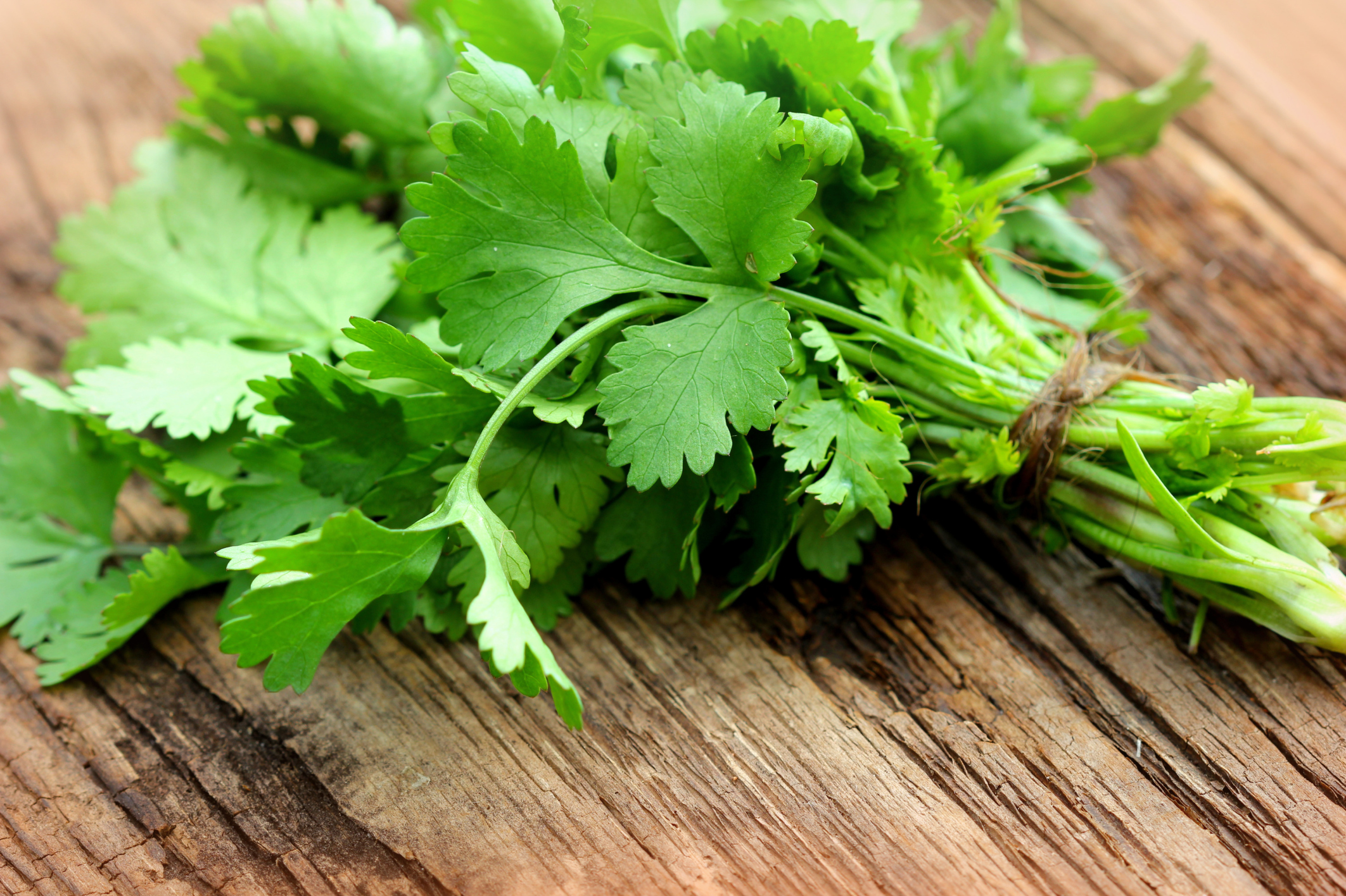 Here’s why you hate cilantro — and other foods