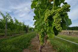 Vineyards are one of the attractions in Loudoun County, which tops the U.S. Census Bureau list of highest median household incomes. (AP/Visit Loudoun)