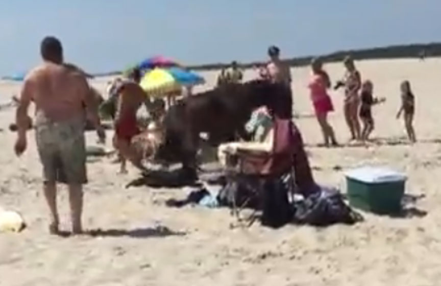 Assateague Island lifeguard kicked by horse (Video)