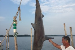 This 8-foot-long bull shark was caught in a fishing net in the Potomac River off St. Mary's County. (Photo: Southern Maryland News Net/Murphy Brown)