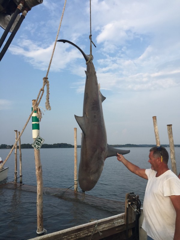 8foot bull shark is caught in fishing net in the Potomac