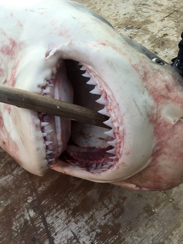 8-foot bull shark is caught in fishing net in the Potomac (Photos)