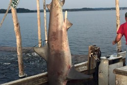 This 8-foot-long bull shark was caught in a fishing net in the Potomac River off St. Mary's County. (Courtesy Southern Maryland News Net/Murphy Brown)