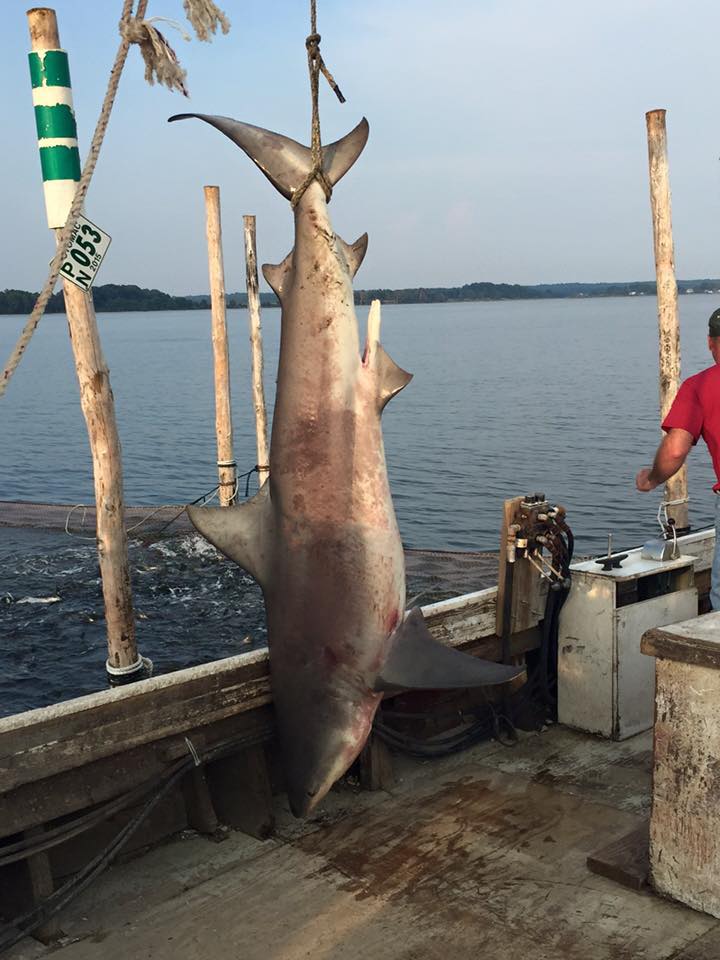 This 8-foot-long bull shark was caught in a fishing net in the Potomac River off St. Mary's County. (Courtesy Southern Maryland News Net/Murphy Brown)
