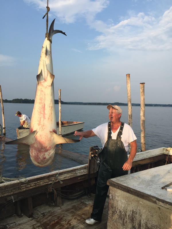 This 8-foot-long bull shark was caught in a fishing net in the Potomac River off St. Mary's County. (Photo: Southern Maryland News Net/Murphy Brown)