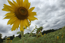 Clear Meadow Farm sunflower field in Jarrettsville, Md. (WTOP/Kate/Ryan)