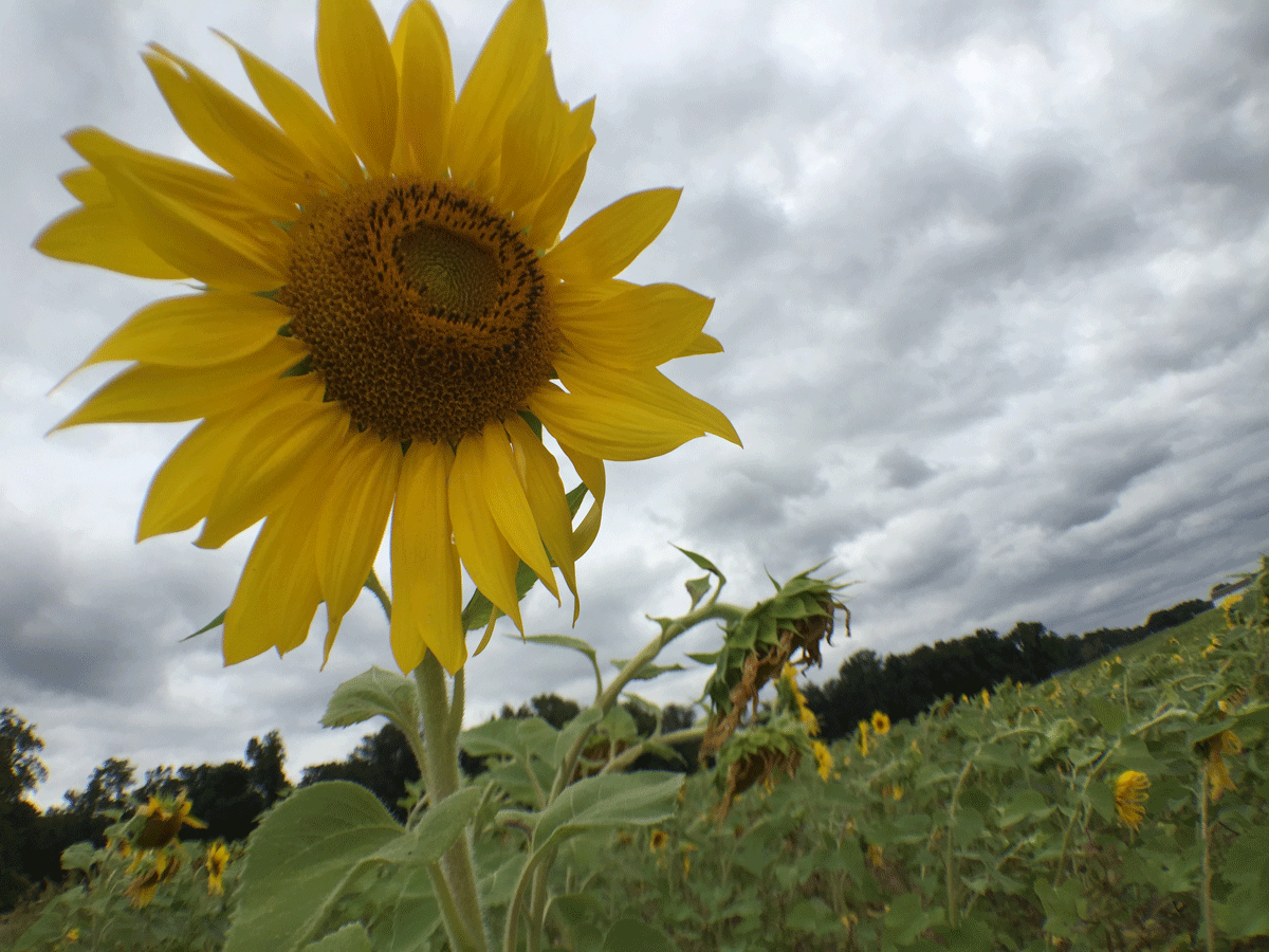 Clear Meadow Farm sunflower field in Jarrettsville, Md. (WTOP/Kate/Ryan)