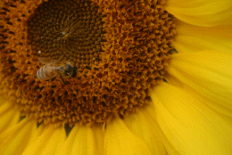 Clear Meadow Farm sunflower field in Jarrettsville, Md. (WTOP/Kate/Ryan)