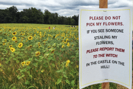 Clear Meadow Farm sunflower field in Jarrettsville, Md. (WTOP/Kate/Ryan)