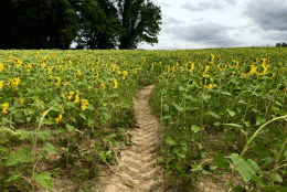 Clear Meadow Farm sunflower field in Jarrettsville, Md. (WTOP/Kate/Ryan)