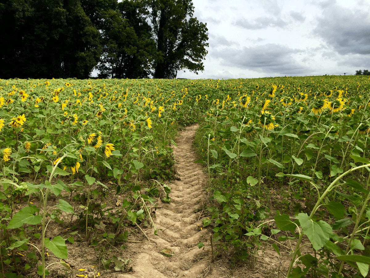 Clear Meadow Farm sunflower field in Jarrettsville, Md. (WTOP/Kate/Ryan)