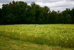 Clear Meadow Farm sunflower field in Jarrettsville, Md. (WTOP/Kate/Ryan)