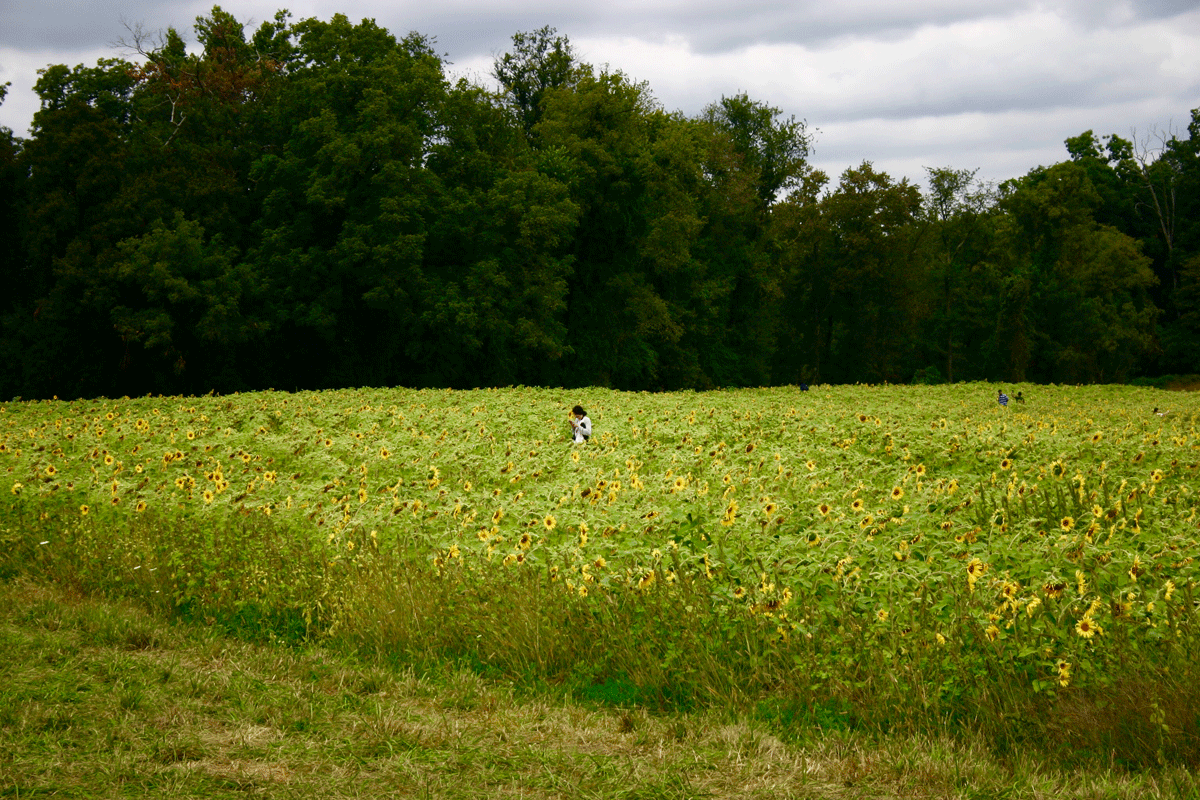 Clear Meadow Farm sunflower field in Jarrettsville, Md. (WTOP/Kate/Ryan)