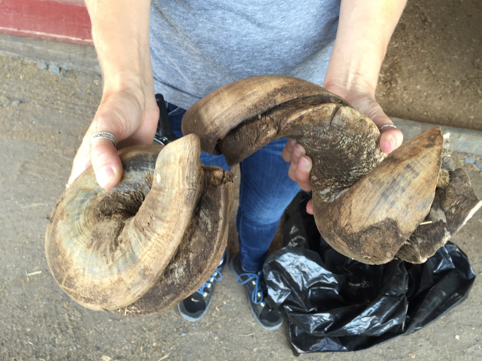 At the same place where the neglected horses were found, these and other cut-off sections of hoof were found. Each likely represents about five years of growth. (WTOP/Michelle Basch)