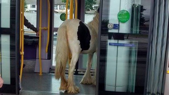 ‘No horses allowed’ on train during commute