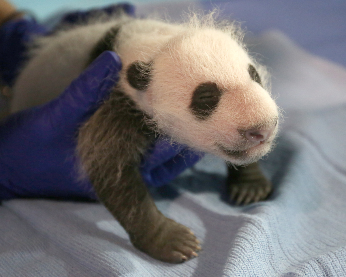 Keepers had an opportunity to weigh the 4.5 week-old giant panda cub yesterday, Sept. 21, when Mei Xiang left her den to eat. He weighs 2.95 pounds (1,339 grams) and has now surpassed both of his older siblings in size when they were the same age. At 4 and-a-half weeks old, Bao Bao weighed approximately 2 pounds, and Tai Shan, weighed 2.6 pounds (1,181grams). (Courtesy Amy Enchelmeyer/Smithsonian’s National Zoo)