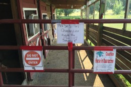 The two neglected horses are being kept in stalls behind this gate, separated from the other 75 or so horses at the farm. (WTOP/Michelle Basch)