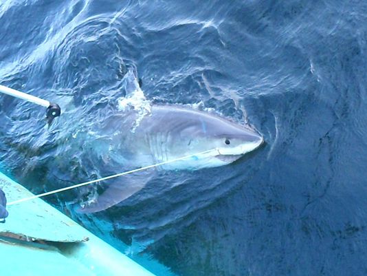 Study: 2,800 sharks tagged along East Coast, most in 29 years