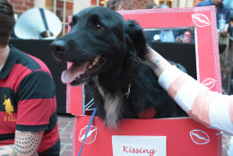 Roscoe the dog in his kissing booth. (Shannon Finney Photography)