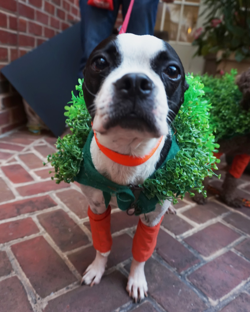 Klonney the Boston Terrier takes a break from her Chia Pet trio to mug for the camera. (Shannon Finney Photography)