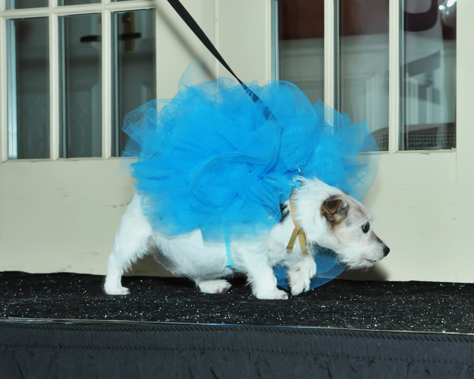 Snuggles the dog dressed as a loofah. (Shannon Finney Photography)