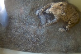 A litter of cheetah cubs was born at the zoo's facility in Front Royal to a first-time mom named Sanurra. (Smithsonian Conservation Biology Institute)