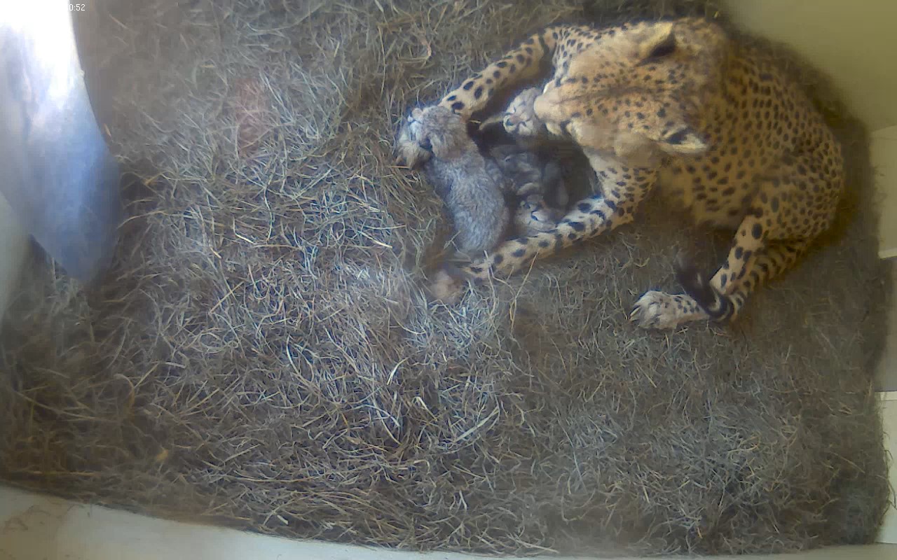 National Zoo says litter of cheetah cubs born