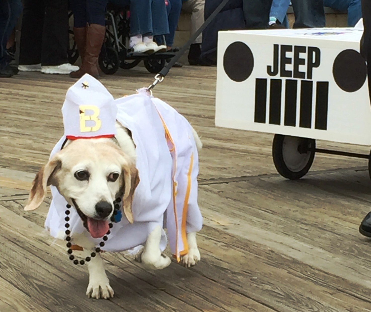 

Dogs in costume turned out for the Sea Witch Monsters Parade 2015 in Rehoboth, Delaware. (WTOP/Molly Welton)
