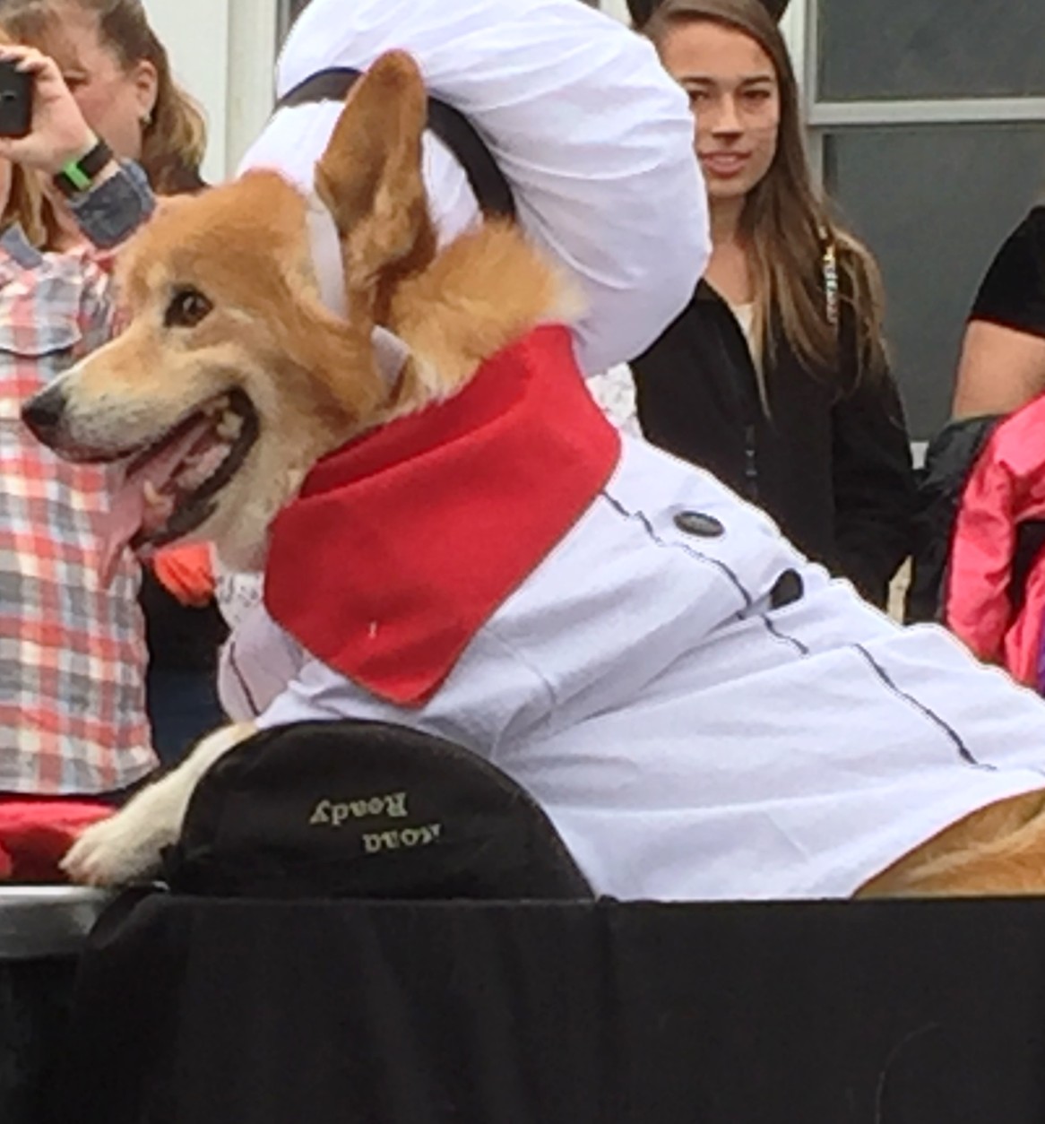 Dogs in costume turned out for the Sea Witch Monsters Parade 2015 in Rehoboth, Delaware. (WTOP/Molly Welton)