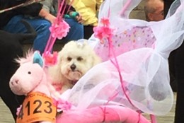  

Dogs in costume turned out for the Sea Witch Monsters Parade 2015 in Rehoboth, Delaware. (WTOP/Molly Welton)
