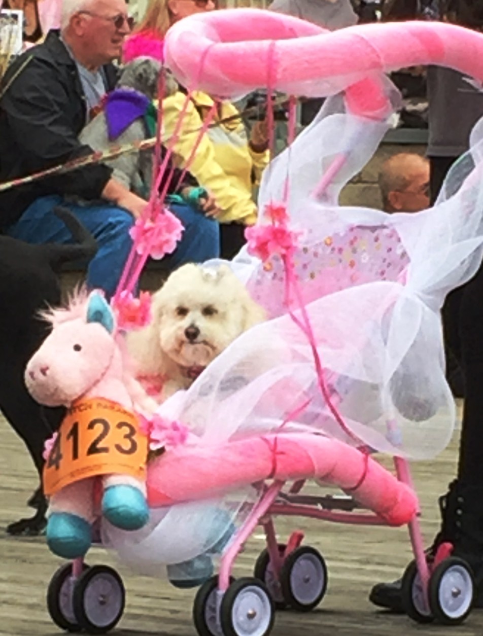  

Dogs in costume turned out for the Sea Witch Monsters Parade 2015 in Rehoboth, Delaware. (WTOP/Molly Welton)
