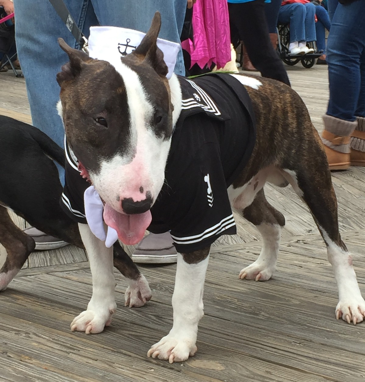 

Dogs in costume turned out for the Sea Witch Monsters Parade 2015 in Rehoboth, Delaware. (WTOP/Molly Welton)
