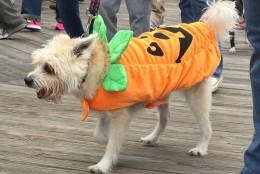 Dogs in costume turned out for the Sea Witch Monsters Parade 2015 in Rehoboth, Delaware. (WTOP/Molly Welton)