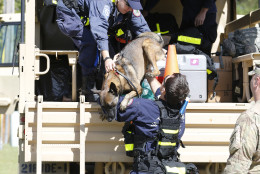 Members of  a FEMA search and rescue unit unload a search dog as they preper to check a a flooded area in Eastover, S.C. (AP Photo/John Bazemore)