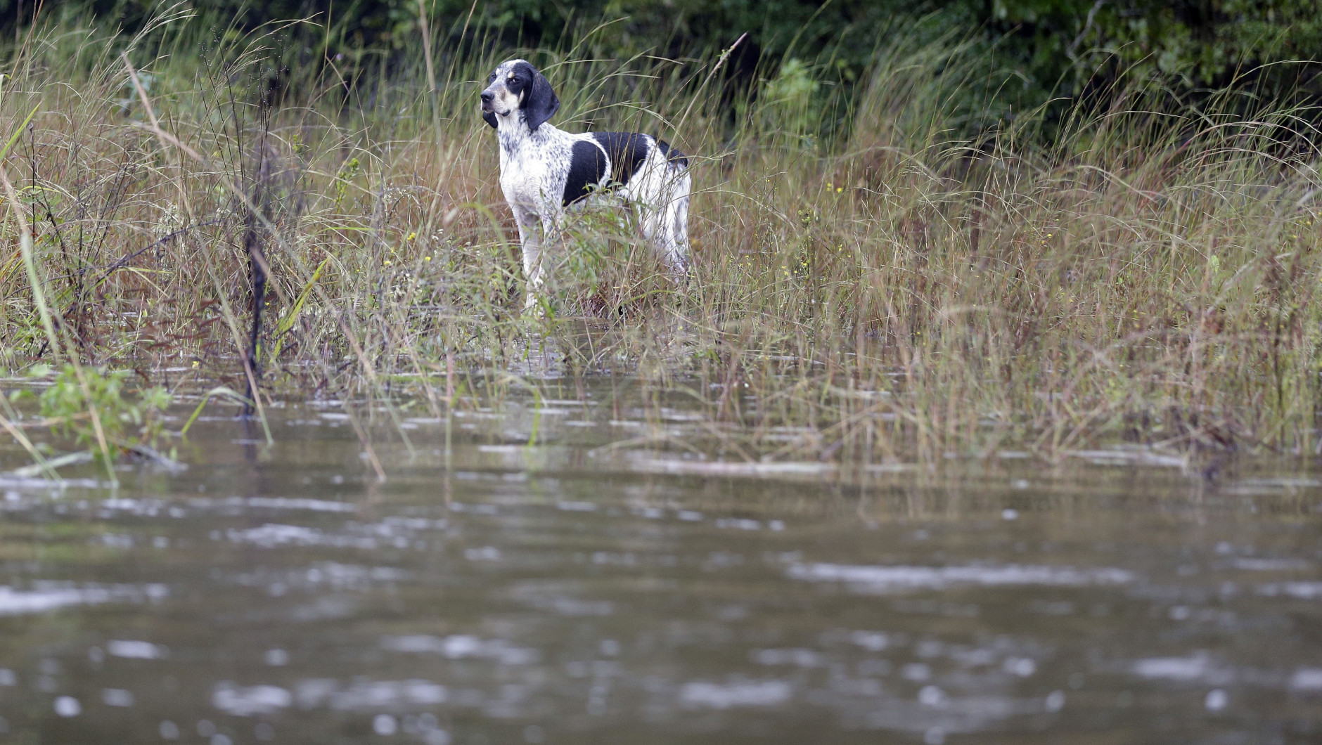 A dog is cut off from it's home because of floodwaters in Florence, S.C., Monday, Oct. 5, 2015. Flooding continues throughout the state following record rainfall amounts over the last several days. (AP Photo/Gerry Broome)