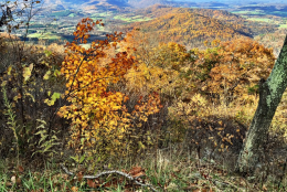 The leaves along Skyline Drive. "On days like this I wish I weren't colorblind," WTOP's Neal Augenstein says. (WTOP/Neal Augenstein)