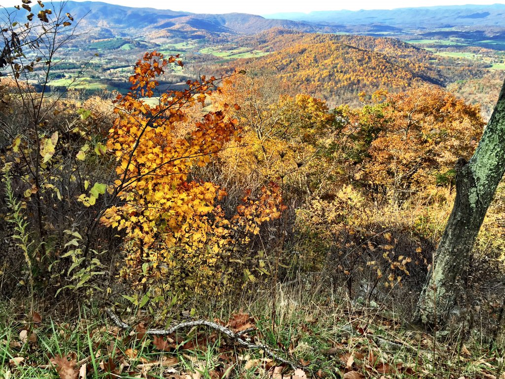 The leaves along Skyline Drive. "On days like this I wish I weren't colorblind," WTOP's Neal Augenstein says. (WTOP/Neal Augenstein)