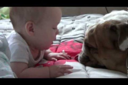 Baby is fascinated by bulldog's tongue. (Courtesy Inform)