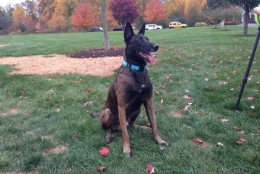 Officer Gil Fones with the Montgomery County Police Department says the dog he worked with for four years -- a Belgian Malinois named Chip -- was retired earlier this year after the dog bit him. Now the dog is back home with Fones and his family. (WTOP/Jamie Forzato)